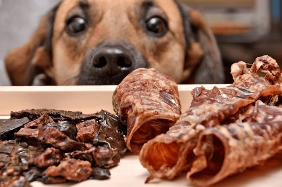 Dog Sniffing Natural Treats