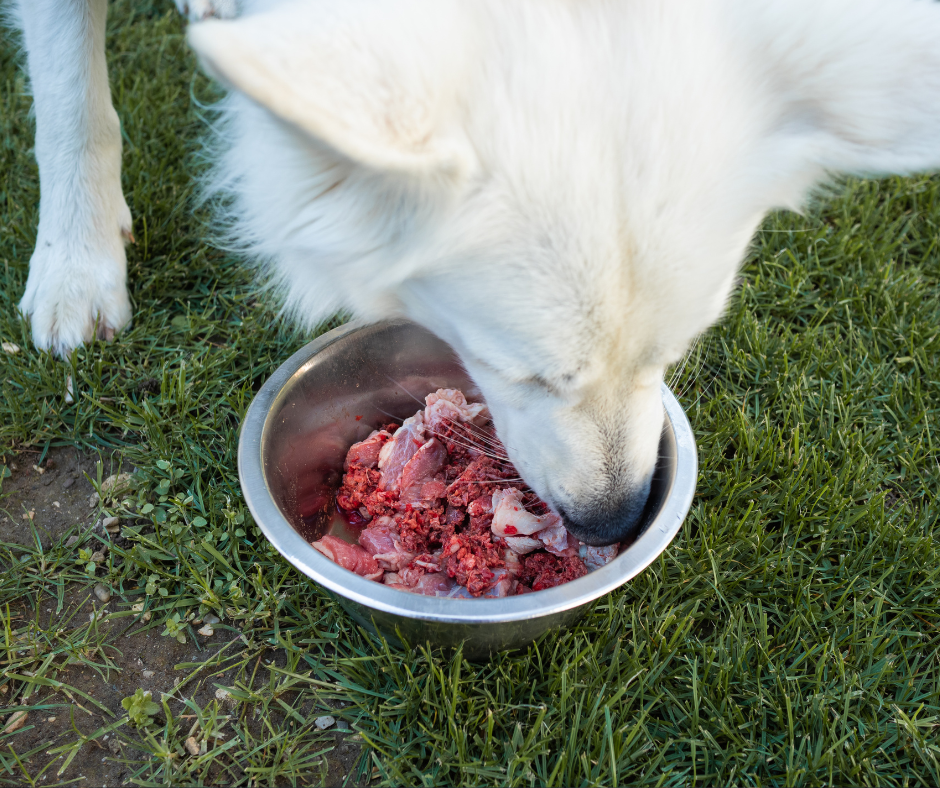 raw dog feeding